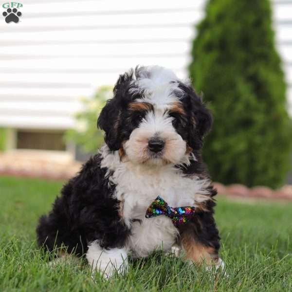 Gus, Mini Bernedoodle Puppy